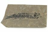 Devonian Lobed-Fin Fish (Osteolepis) Fossil - Scotland #231959-1